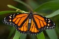 115 Monarch - Danaus plexxipus
